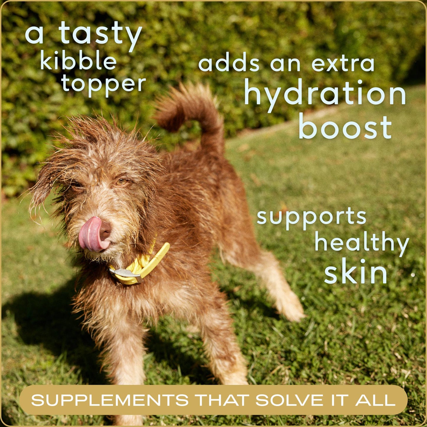 Beef Bone Broth Powder - Native Pet