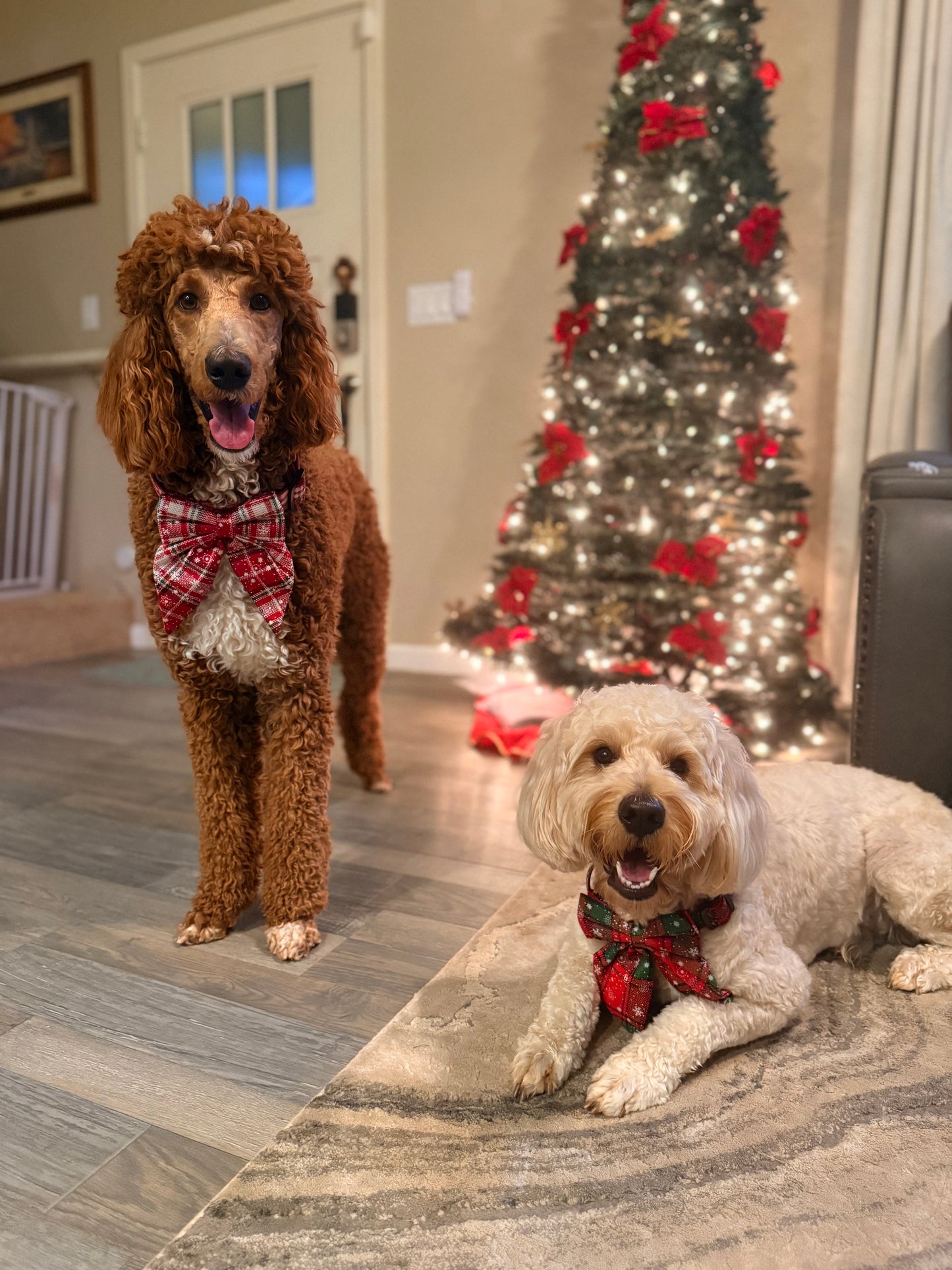 Jolly Paws - Festive Collar & Sailor Bow Set