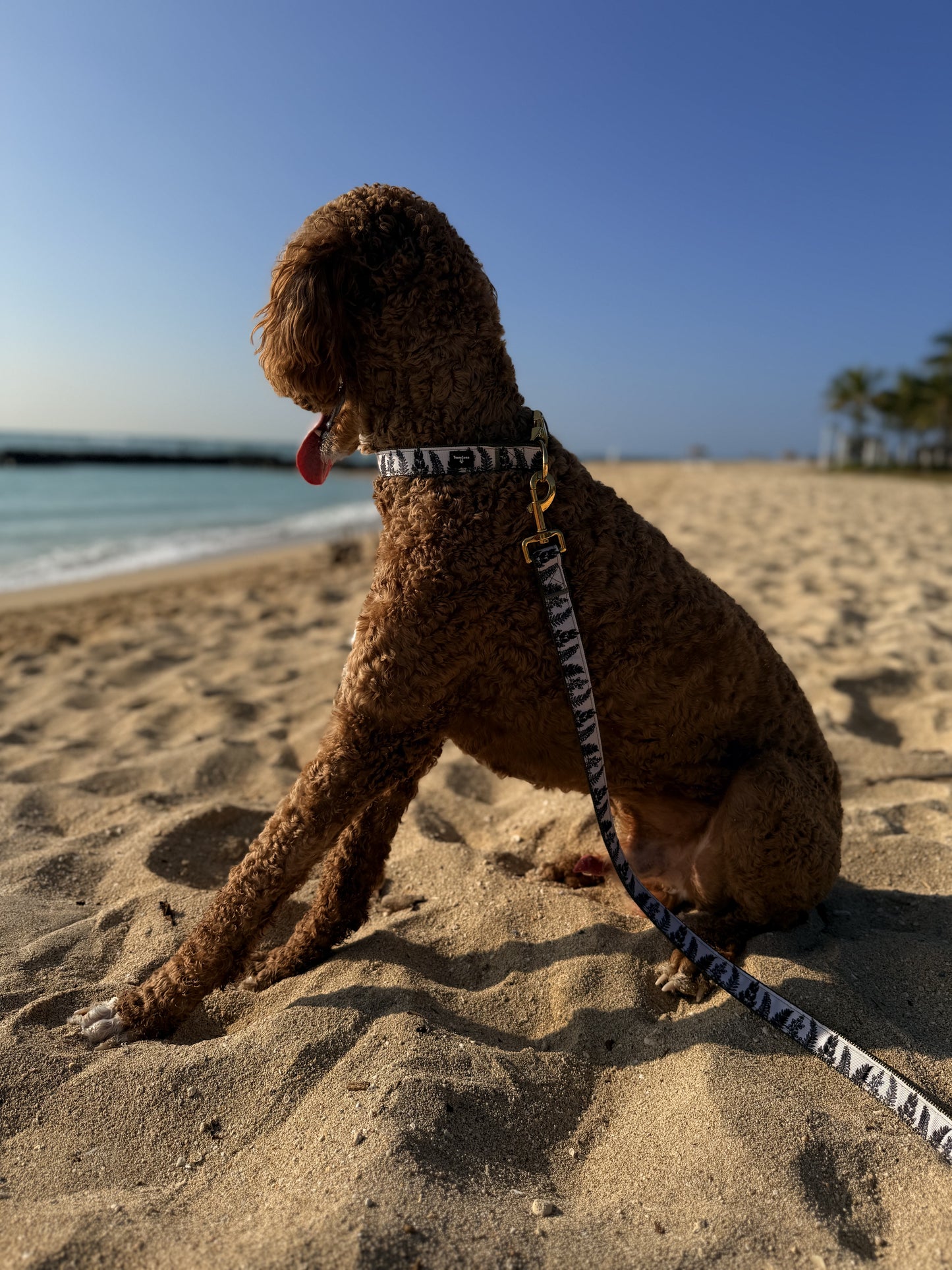 Foliage Pet Collar and Leash Set