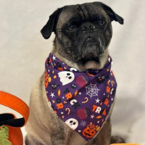 Halloween Bandanas (Print)