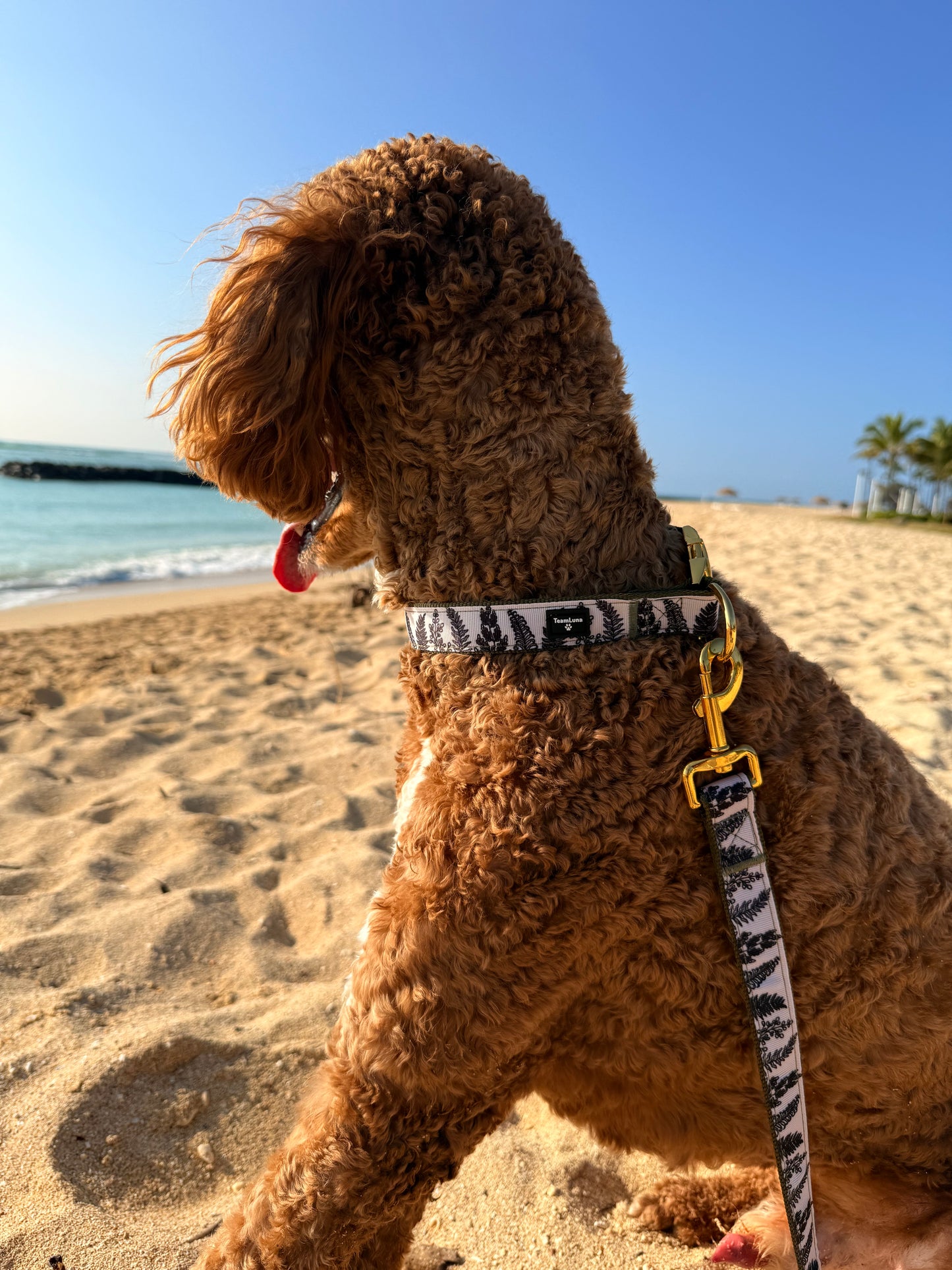 Foliage Pet Collar