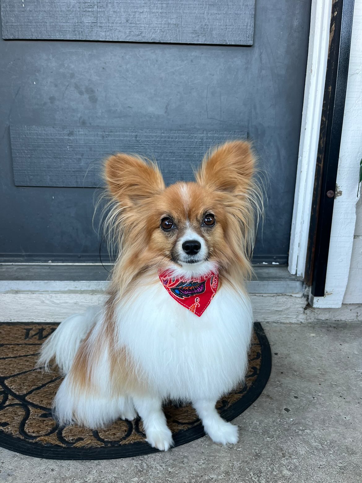 Japanese Inspired Scarf/Collar