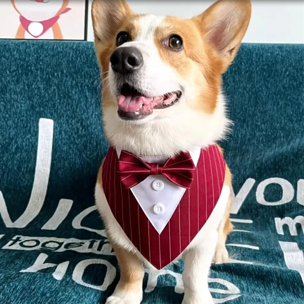 Tuxedo Tailor Bandana