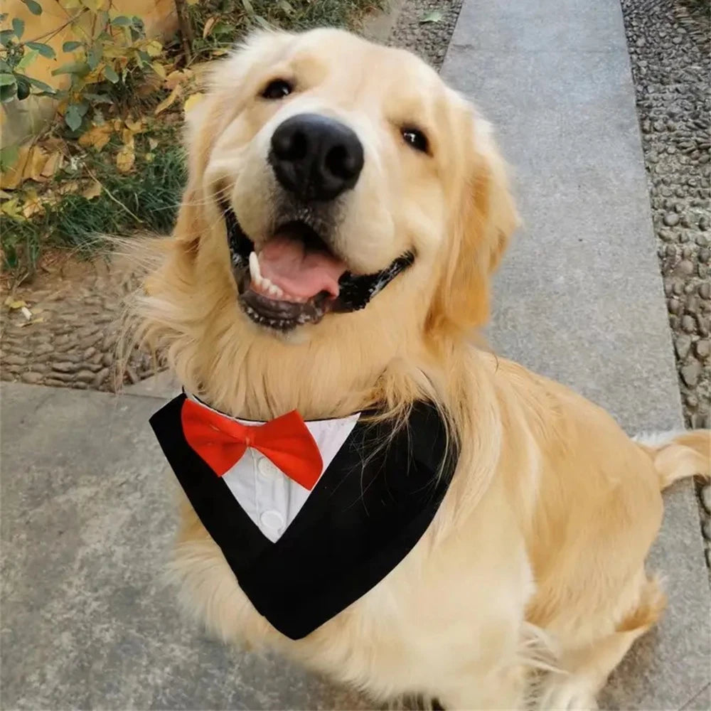 Tuxedo Tailor Bandana