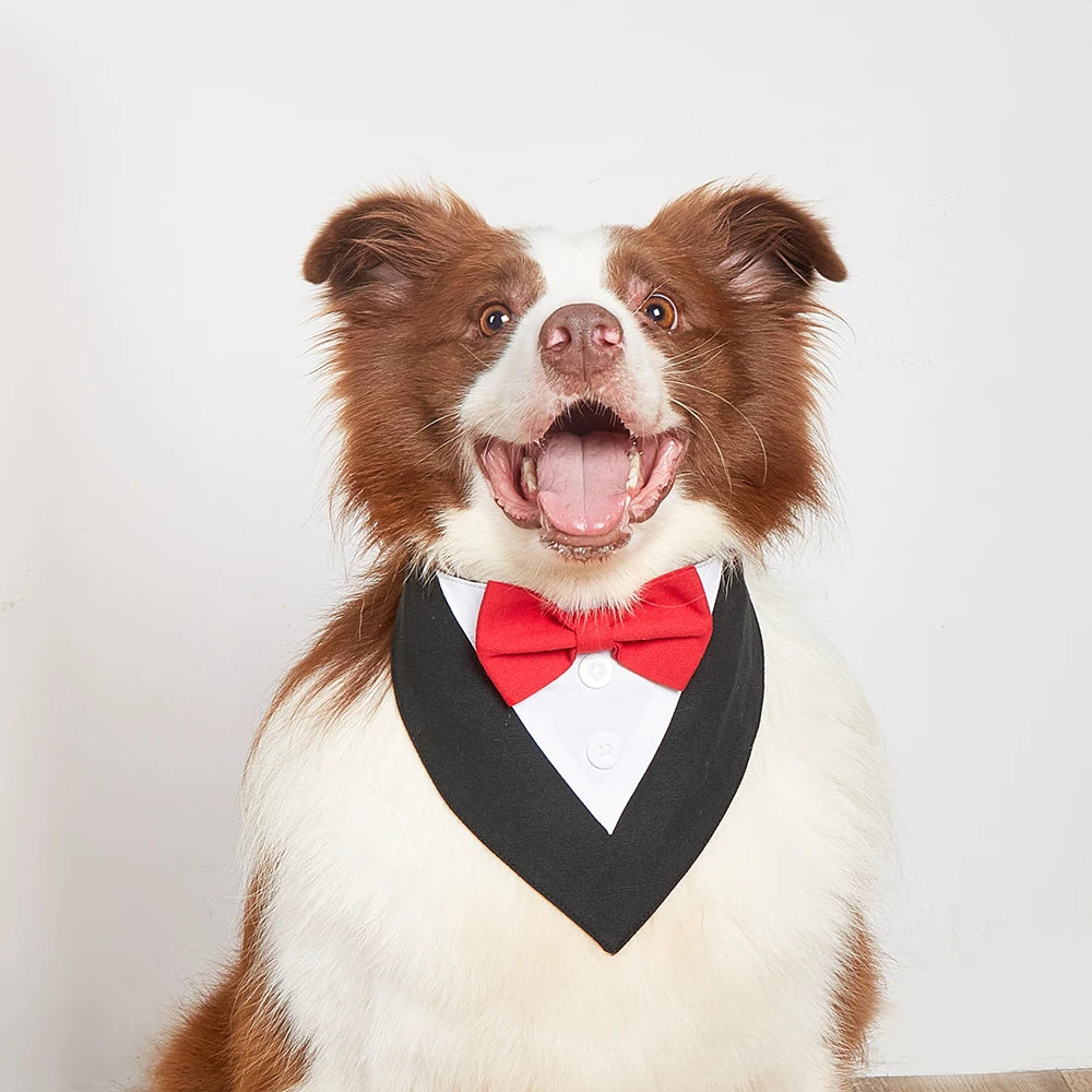 Tuxedo Tailor Bandana