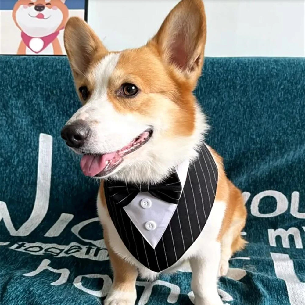 Tuxedo Tailor Bandana